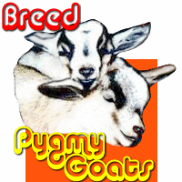 Pygmy Goats Pygmy Goats