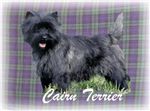 Cairn Terrier Tartan