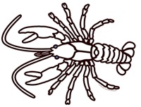 Crawfish White Crawfish White