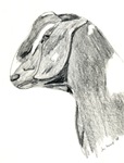 Goats and Sheep