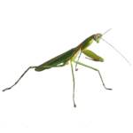 Praying Mantis Praying Mantis