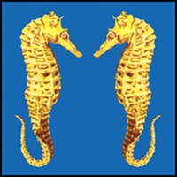 SEAHORSE T-SHIRTS & GIFTS SEAHORSE T-SHIRTS & GIFTS