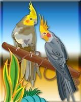 Cockatiels In the Wild