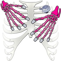Washboard Rib Bones (lite) Washboard Rib Bones (lite)