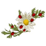 Ladybugs and Daisy Ladybugs and Daisy