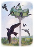 Purple Martin Clothing
