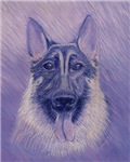 German Shepherd (Ivan) German Shepherd (Ivan)