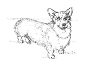 Welsh Corgi Dog Welsh Corgi Dog