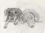 Dachshunds Dogs Dachshunds Dogs