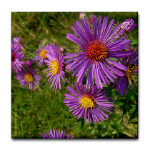 New England Aster New England Aster