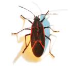 Boxelder Bug Boxelder Bug