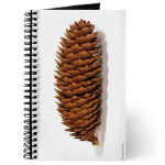 Pinecones Pinecones