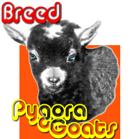 Pygora Goats Pygora Goats