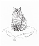 Maine Coon Tabby cat Maine Coon Tabby cat
