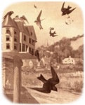 Purple Martin Apparel