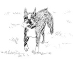 French Bulldog French Bulldog