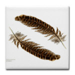 Feathers Feathers