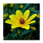 Tickseed Sunflower Tickseed Sunflower