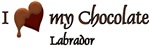 Chocolate Labrador