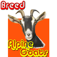 Alpine Goats Alpine Goats
