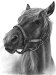 Horses Horses