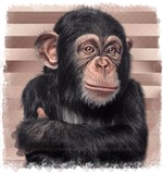Chimpanzee Hug Chimpanzee Hug