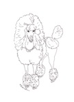Rock Star Poodle dog Rock Star Poodle dog