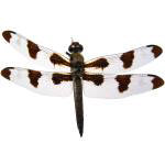 Dragonfly 2 Dragonfly 2